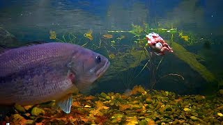 BASS EAT TOADS 1000s of Toad Tadpoles Take Over Bass Pond [upl. by Yart]