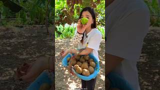 Beautiful Landscape of Kiwi 🥝🥝 Fruit Farm  Rural Farmer Fruit Harvesting shorts satisfying [upl. by Edya574]