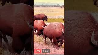 I Met BISON UP CLOSE And It Was INSANE Shorts [upl. by Fredra]