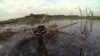 Cottonmouth in the decoys [upl. by Yvon]