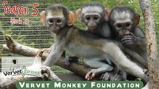 Baby orphan monkeys meeting monkey foster moms its all about caring [upl. by Munshi556]