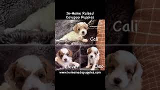 Cavapoo Puppies wwwhomemadepuppiescom cavapoopuppies cavapoopuppy puppies puppy dog [upl. by Eanat]