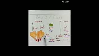 Parts of a Flower  Hibiscus rosasinesis 🌺 [upl. by Yeorgi]