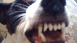 quotMUST SEEquot angry dog growl FUNNY [upl. by Currey]