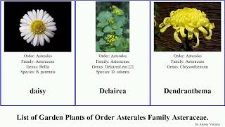 Garden Plants of Order Asterales Family Asteraceae Вaisy Bellis Carlina Chamaemelum Chrysanthemum [upl. by Pessa]