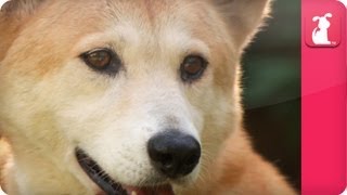 Bindi amp Robert Irwin feature  Dingos  Mia Growing Up Wild [upl. by Hermosa]