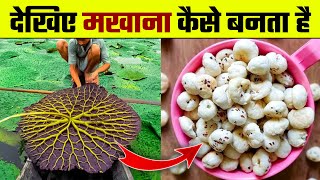 देखिए मखाना कैसे बनता है  Makhana Kaise Banta hai  Makhana Making Process  Makhana ki Kheti [upl. by Fannie]