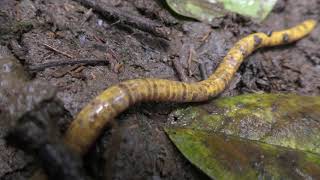 Sao Tome Caecilian Schistometopum thomense [upl. by Delbert496]