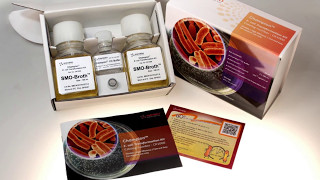 Prepare Competent Cells Directly from Ecoli Colonies Using Champion Ecoli Transformation Kit [upl. by Aneelas]