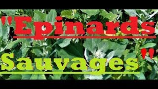 🌿Le chénopode blanc une plante sauvage comestible [upl. by Nichola]