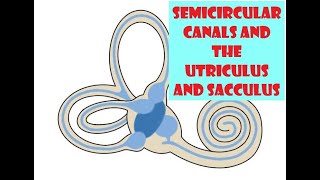 Semicircular canals and the Utriculus and Sacculus [upl. by Armahs904]