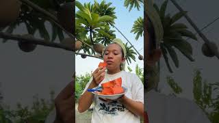 Mamey sapote shorts [upl. by Howe]