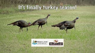 Its Finally Turkey Season  Maryland Department of Natural Resources [upl. by Adnwahsal]