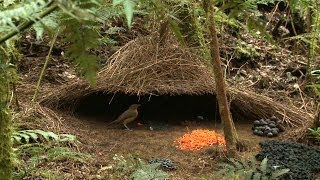 Vogelkop Bowerbird Amblyornis inornata Hüttengärtner Burung Namdur Indonesia [upl. by Isyed]