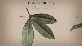 Coral Ardisia [upl. by Ttereve592]