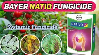 BAYER NATIO FUNGICIDE  natio fungicide  bayer natio [upl. by Artied776]