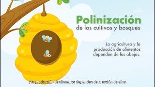 ¿Cuál es la importancia de las abejas  Aris Mining [upl. by Ialohcin]