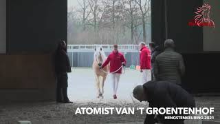 Haflinger Atomist van t Groentenhof  Haflinger Hengstenkeuring 2021 [upl. by Einaeg]