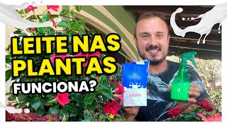 LEITE NAS PLANTAS  Conheça todos os benefícios [upl. by Defant]