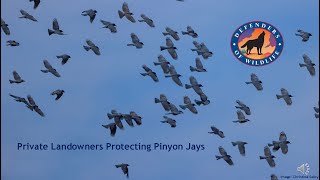 Protect Pinyon Jays [upl. by Paquito]