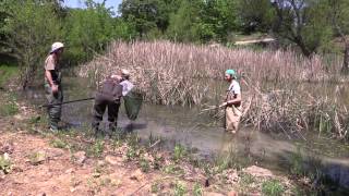 Herpetology Field Trip [upl. by Warrenne485]