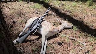 NSW State Forest Hunt  March 2024  Fallow Doe Catch amp Cook  Savage Model 24F Combination Gun [upl. by Reffotsirk]