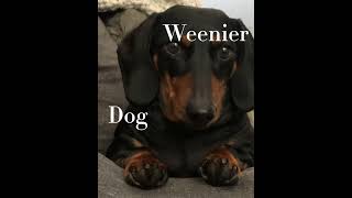 Wiener dog wiener dog how did you get so long [upl. by Eylrahc521]