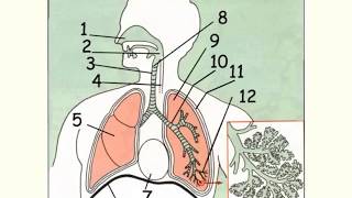 Lappareil respiratoire anatomie et fonctions [upl. by Tolmach519]