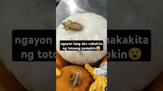 Ganito Pala itsura Ng totoong pumpkin😮😮😮shortsviral shortsfeed shortsyoutube shortshighlights [upl. by Nayr693]