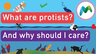 What are protists [upl. by Tare507]