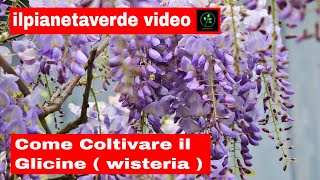 Come Coltivare il Glicine  Wisteria [upl. by Sathrum]