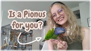 Pionus Parrot Guide and Overview  Everything you need to know UPDATED [upl. by Adnara304]