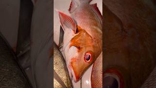 കോളടിച്ച ബംഗാളിshortsfeed malayalamfishing fishmalayalam fishshorts malayalamfishingvideo [upl. by Nyladnar]