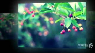 Amelanchier  garden plants [upl. by Forsta]