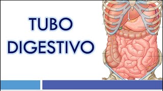 HISTOLOGÍA del TUBO DIGESTIVO [upl. by Delamare135]