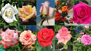 Top 10 Rose of my garden Top 10 rose you must have with detailed specifications [upl. by Esac617]