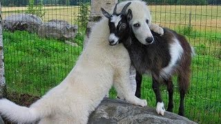 Cute Puppy Goat Compilation [upl. by Keeler]