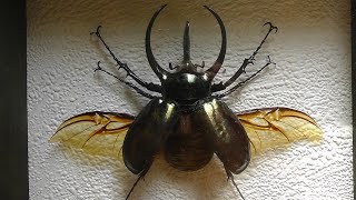 ИЗ МИРА 68 Chalcosoma atlas дупляк атлас [upl. by Dam]