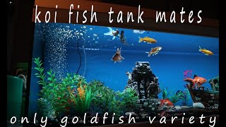 koi fish tank mates in hindi [upl. by Inava164]