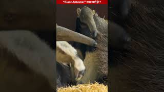 quotGiant anteaterquotचींटीखोर क्या खाते हैं😱 giantanteater youtubeshorts dangerousanimals [upl. by Nospmoht]