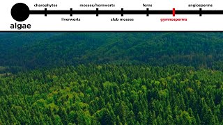 Gymnosperms LongDistance Pollination [upl. by Filmore]