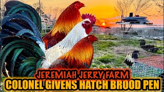 Colonel Givens Hatch Brood Pen  JEREMIAH JERRY GAMEFARM [upl. by Ayamat196]