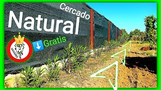 Como Cercar o Vallar un Campo Gratis de Manera Natural con Esquejes de Adelfa o Baladre By mixim89 [upl. by Ttoille257]