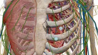 Zooming dissecting and rotating the 3D model  Human Anatomy Atlas [upl. by Eniaral]