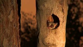 Bushbaby pops out to say hello [upl. by Joh]