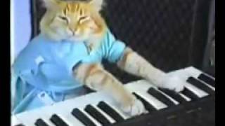 Gato tocando el piano divertido [upl. by Hildagarde]