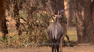 Breeding season of Blue bulls Nilgai antelope [upl. by Roda]