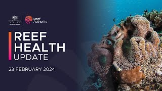 Reef Health Update  23 February 2024 [upl. by Ahsikit807]