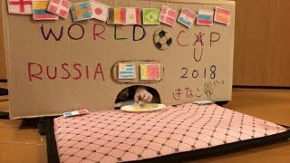 Slow Loris KINAKO 2018 World Cup Prediction Best 16→Best 8 [upl. by Ahcmis]