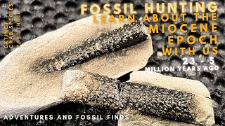 Finding RARE and EXTINCT Miocene aged fossils in NZ [upl. by Ahsenat]